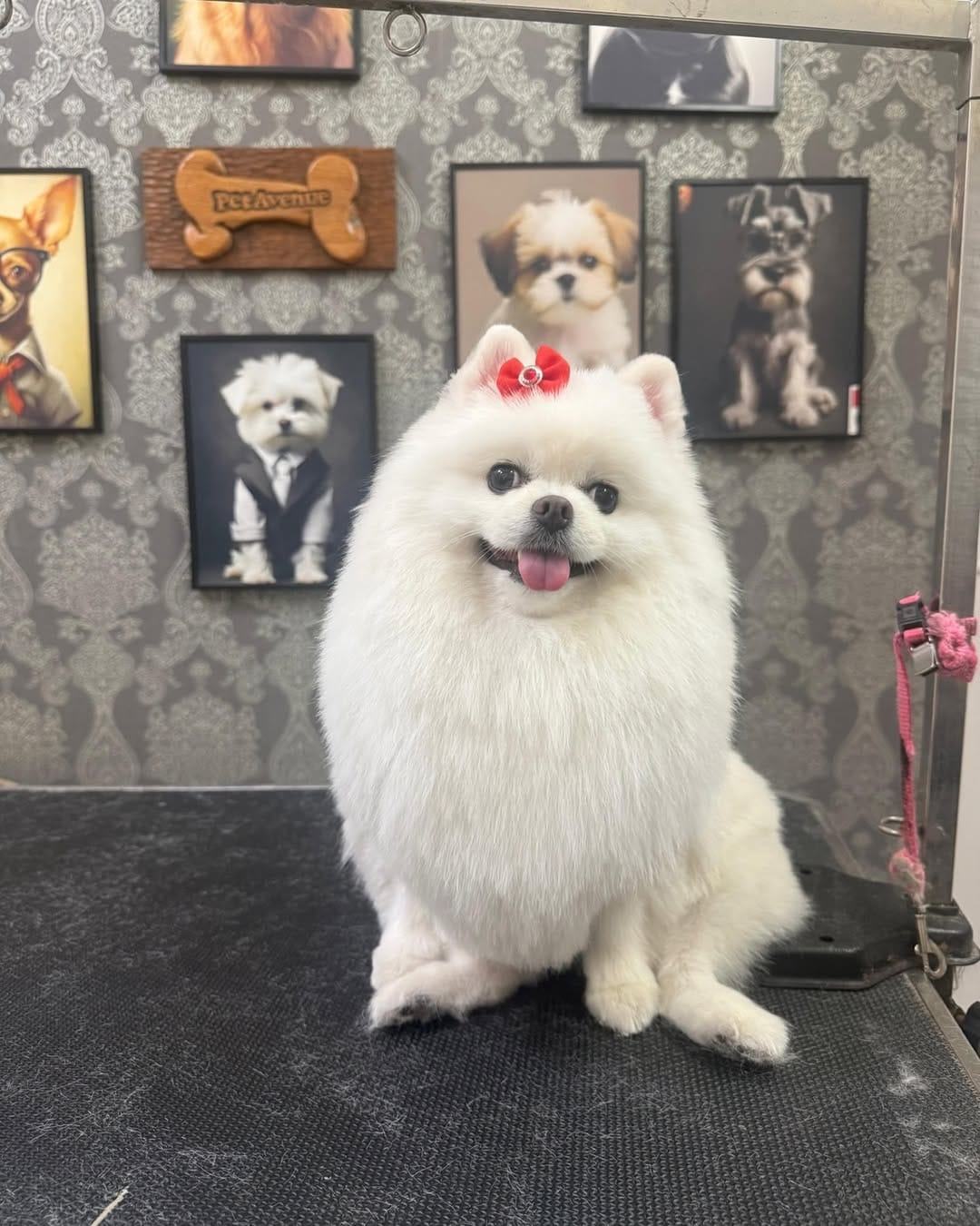 Post 2 by Pet Avenue Grooming & Boarding on Instagram (image)