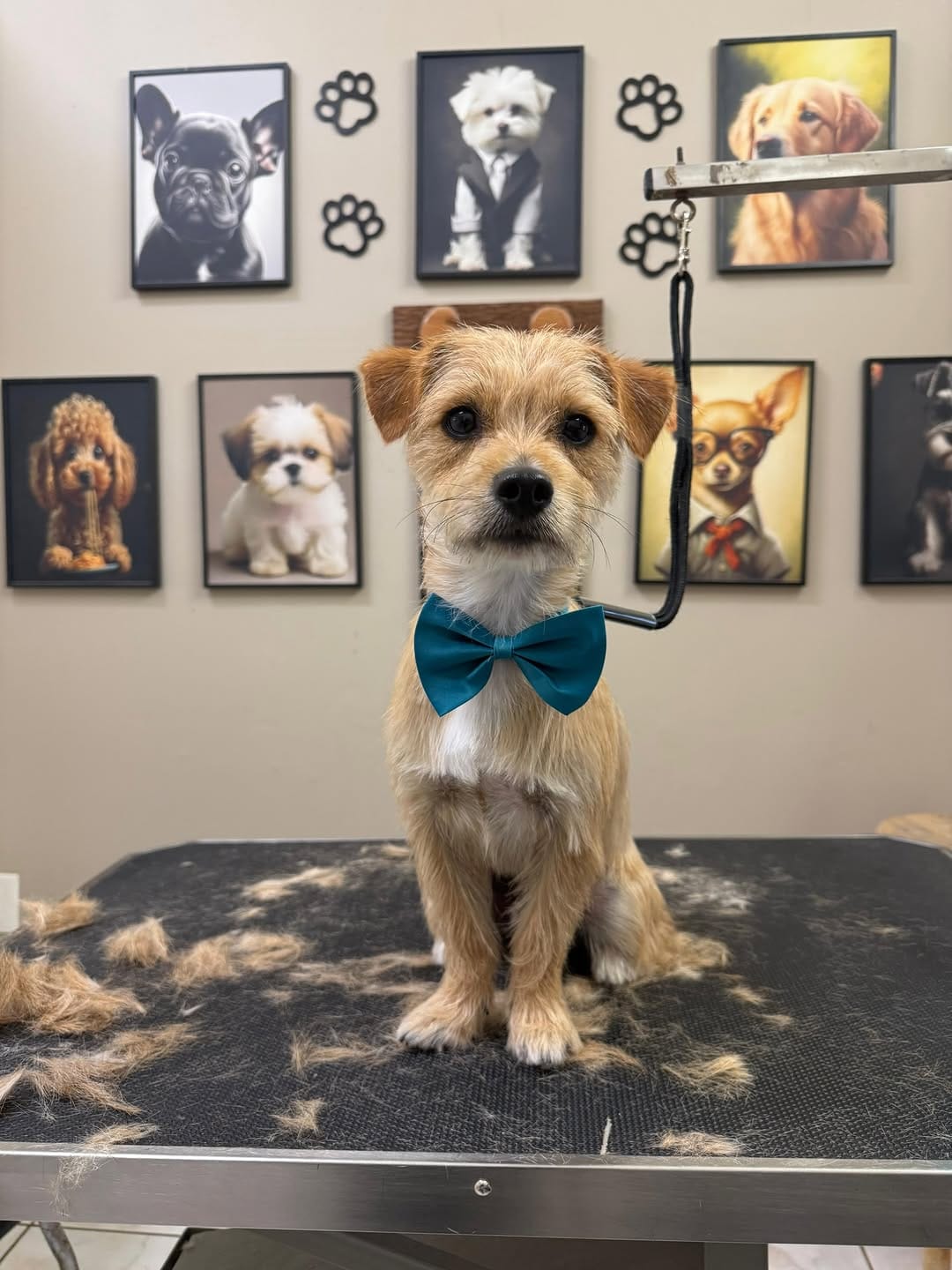 Post 3 by Pet Avenue Grooming & Boarding on Instagram (image)