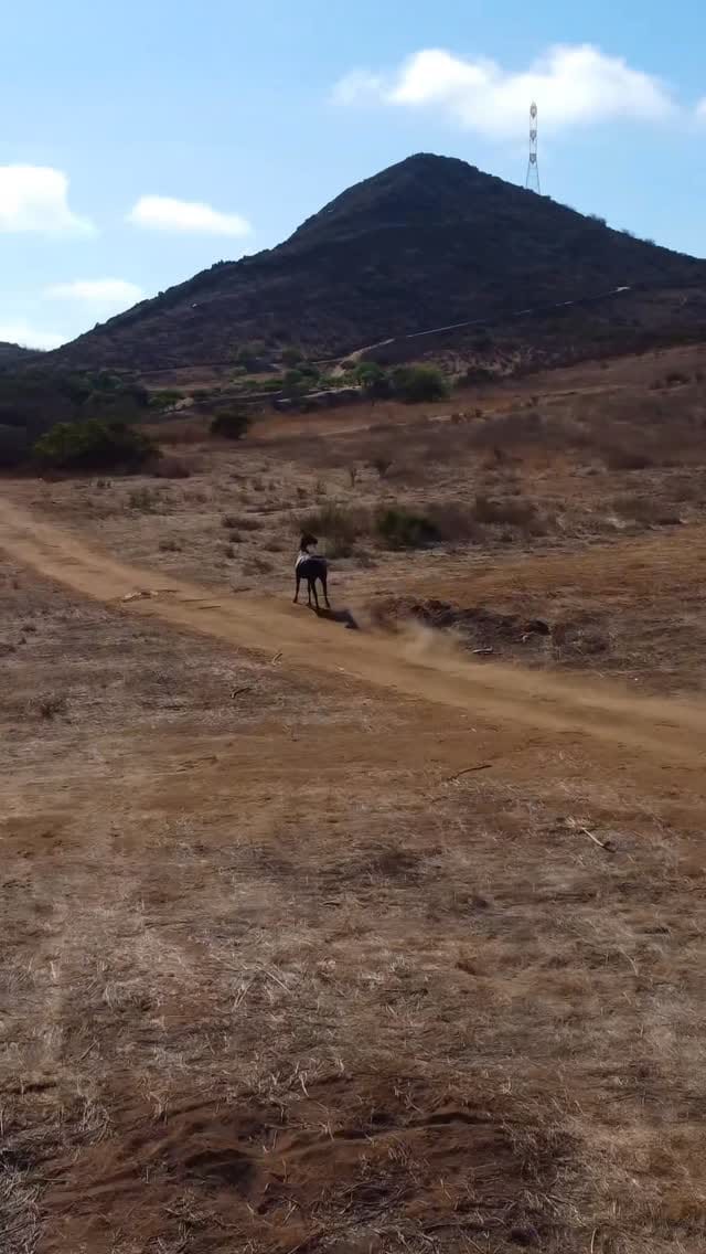 Post 10 by Oldies Buggy on Instagram (video)