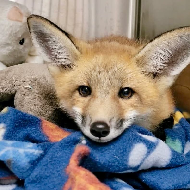 Post 3 by Wildcare Oklahoma on Instagram (carousel)