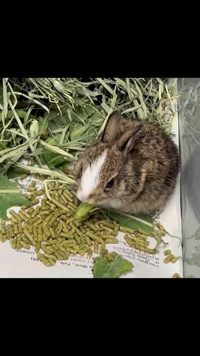 Post 9 by Wildcare Oklahoma on Instagram (video)