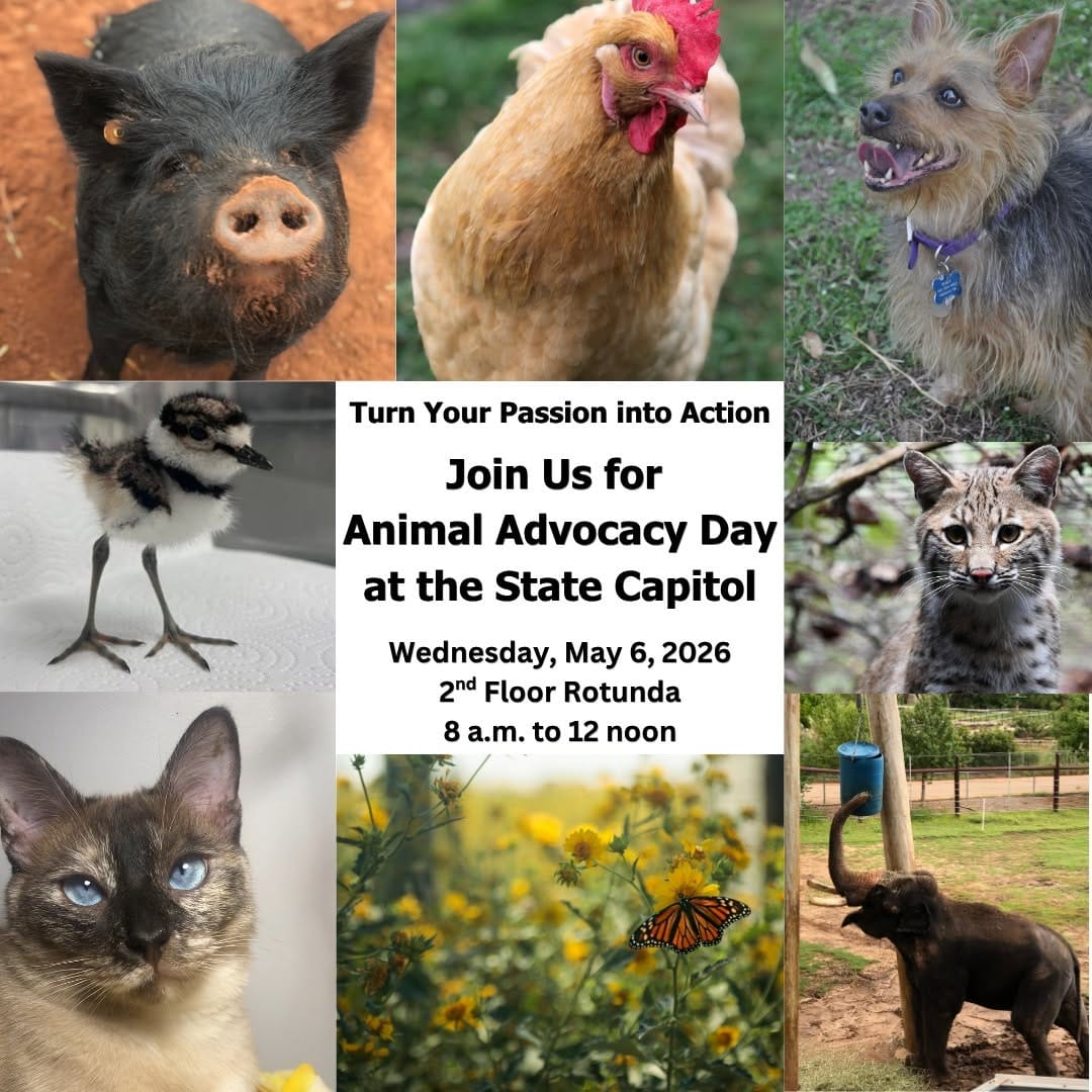 Post 6 by Wildcare Oklahoma on Instagram (image)