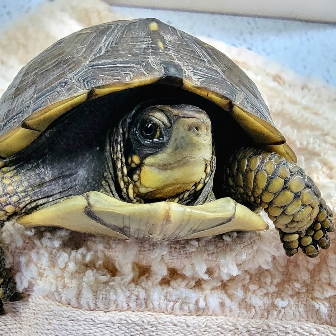 Post 10 by Wildcare Oklahoma on Instagram (image)