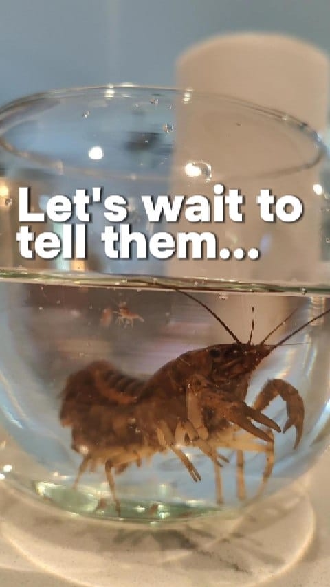 Post 3 by Dr. Phuong Daniels on Instagram (video)