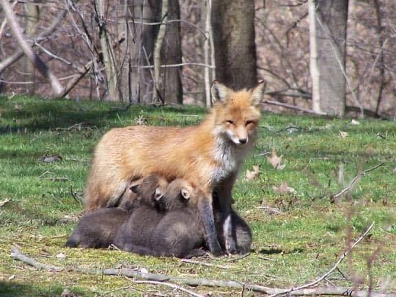 Post 10 by Evelyn's Wildlife Refuge on Instagram (image)