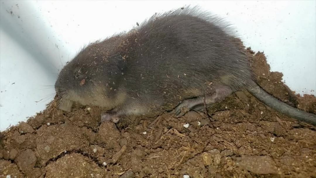 Post 3 by Evelyn's Wildlife Refuge on Instagram (video)