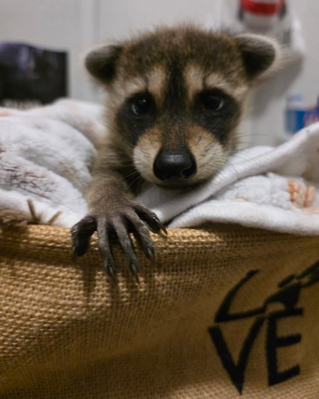Post 2 by Evelyn's Wildlife Refuge on Instagram (carousel)