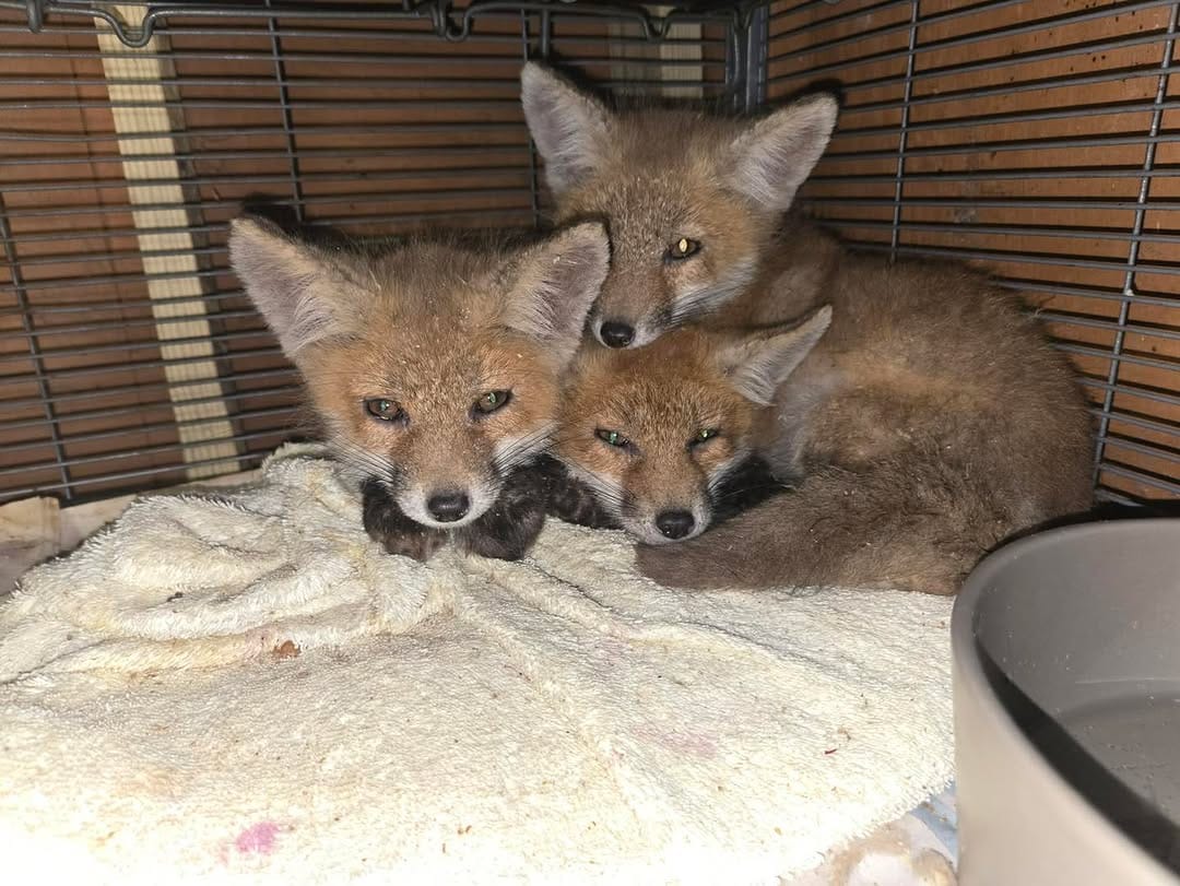 Post 7 by Evelyn's Wildlife Refuge on Instagram (carousel)