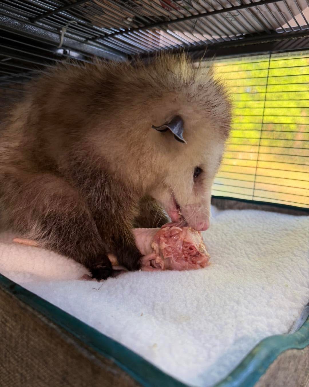 Post 4 by Evelyn's Wildlife Refuge on Instagram (carousel)
