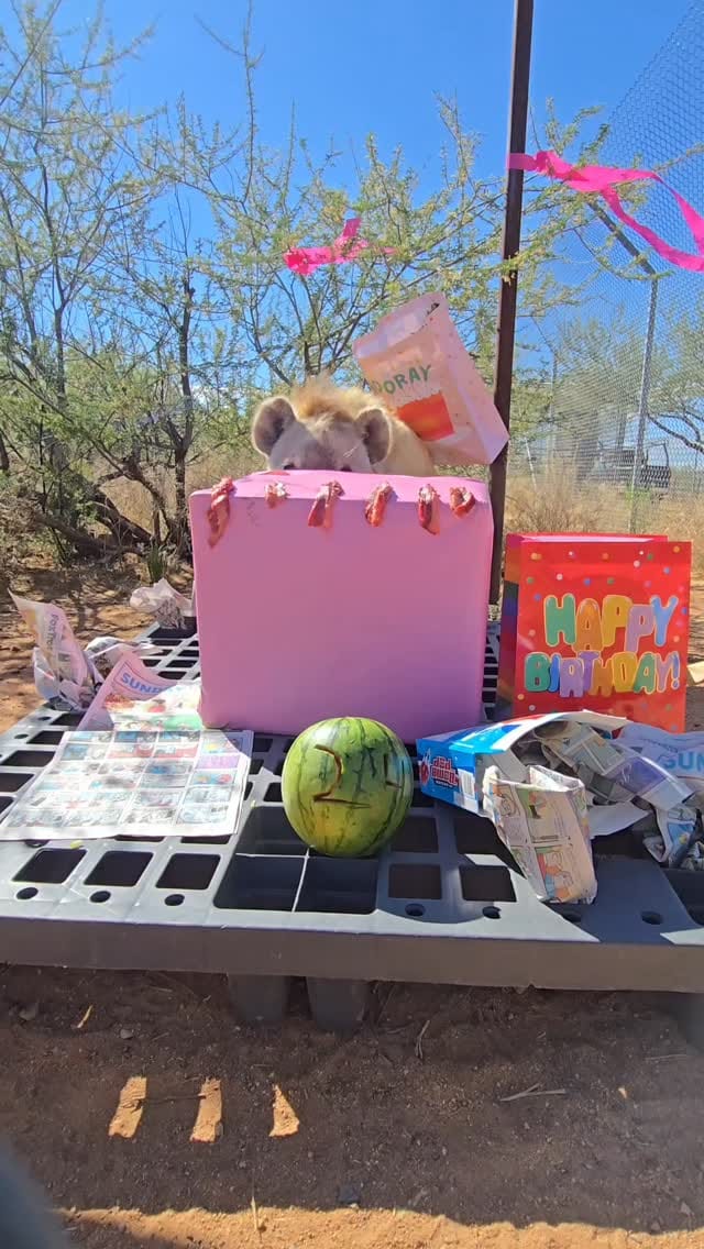 Post 5 by Out of Africa Wildlife Park & Sanctuary on Instagram (video)