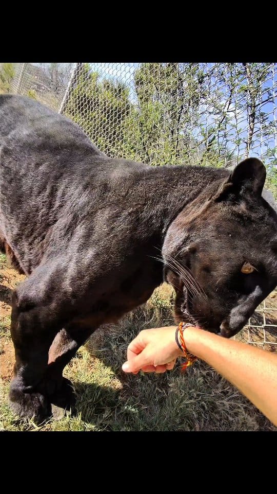 Post 4 by Out of Africa Wildlife Park & Sanctuary on Instagram (video)