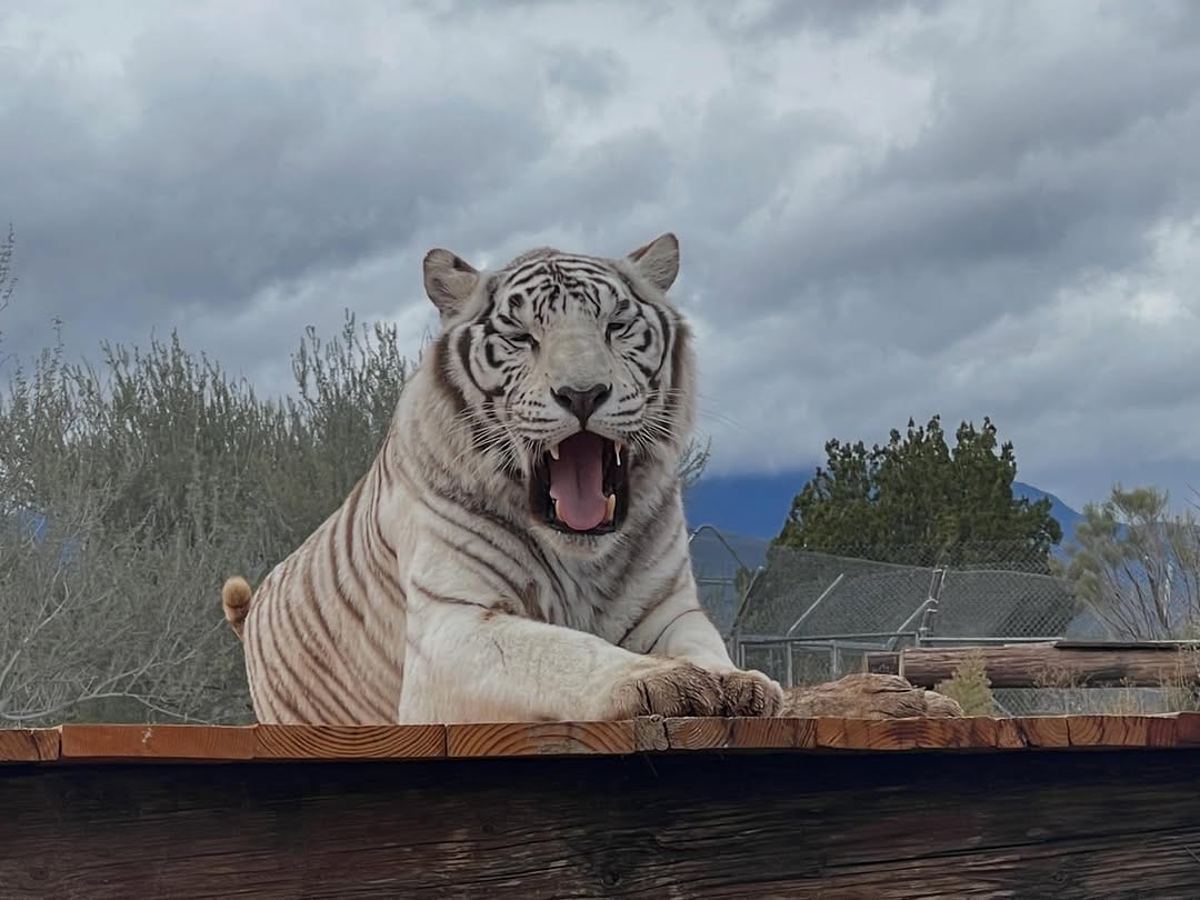 Post 3 by Out of Africa Wildlife Park & Sanctuary on Instagram (image)