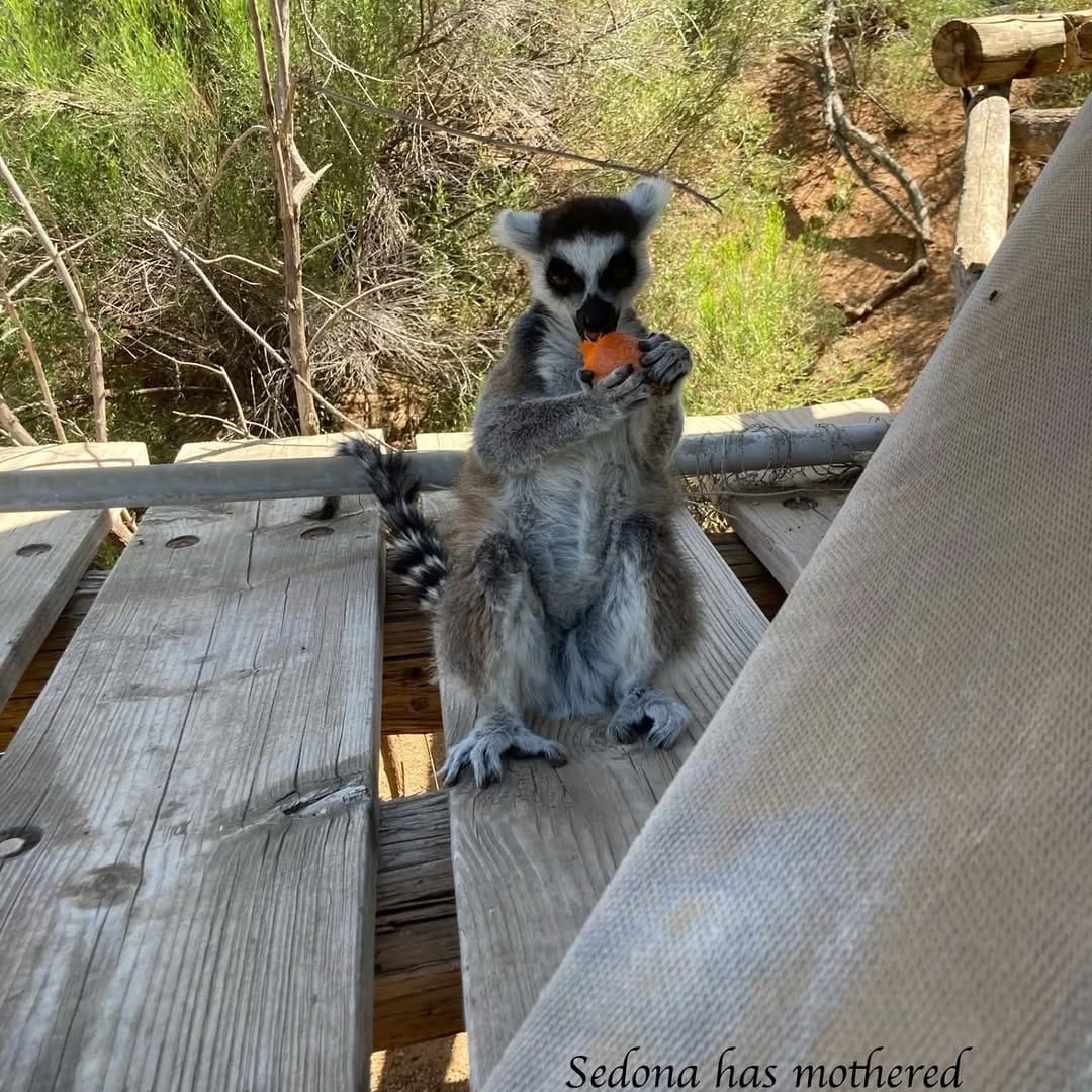 Post 8 by Out of Africa Wildlife Park & Sanctuary on Instagram (carousel)