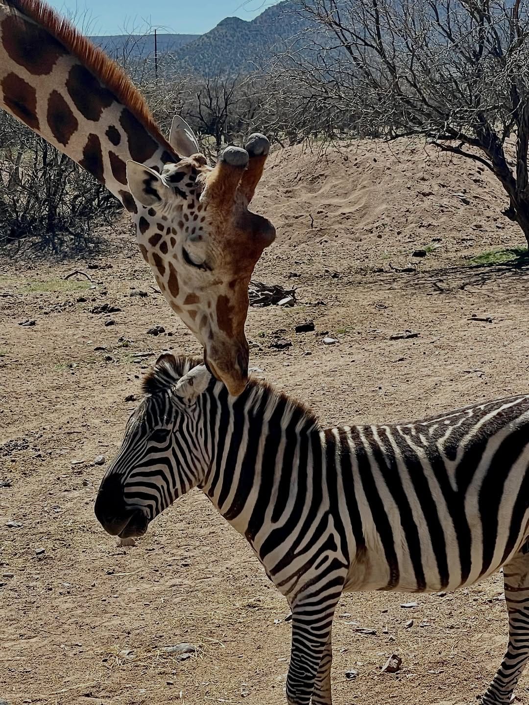 Post 1 by Out of Africa Wildlife Park & Sanctuary on Instagram (image)