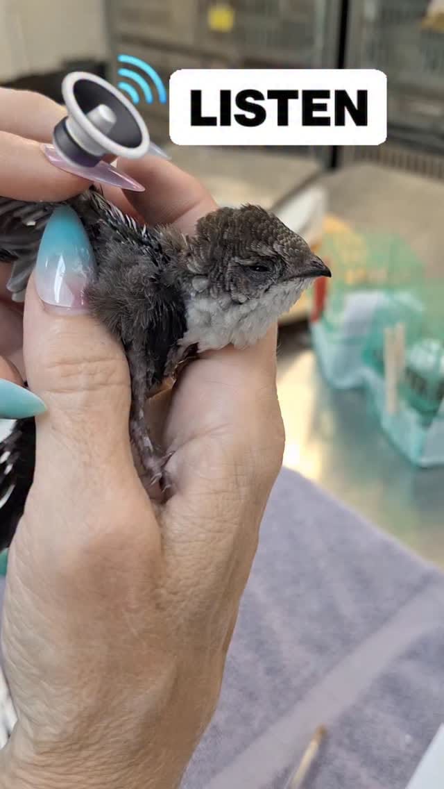 Post 1 by Liberty Wildlife on Instagram (video)