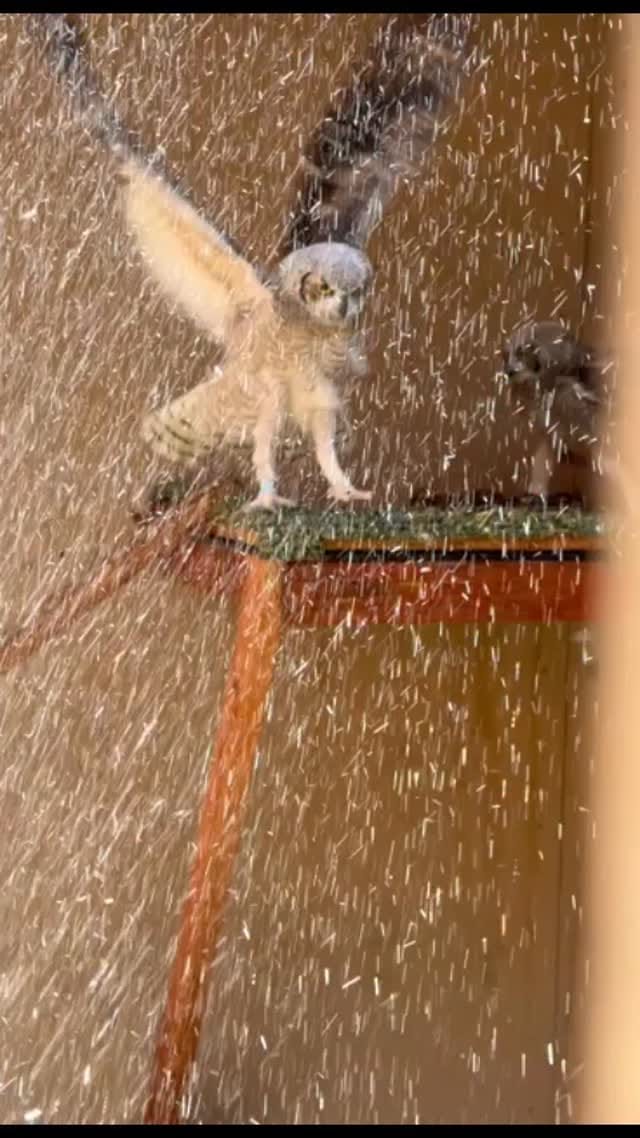 Post 4 by Liberty Wildlife on Instagram (video)
