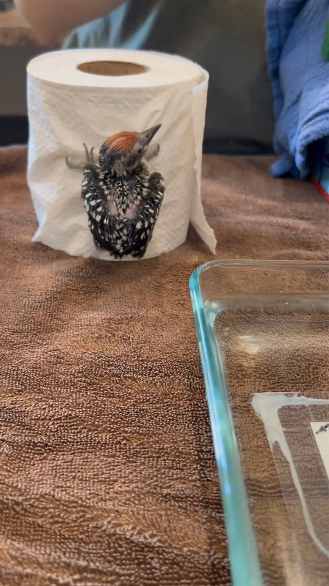 Post 6 by Liberty Wildlife on Instagram (video)