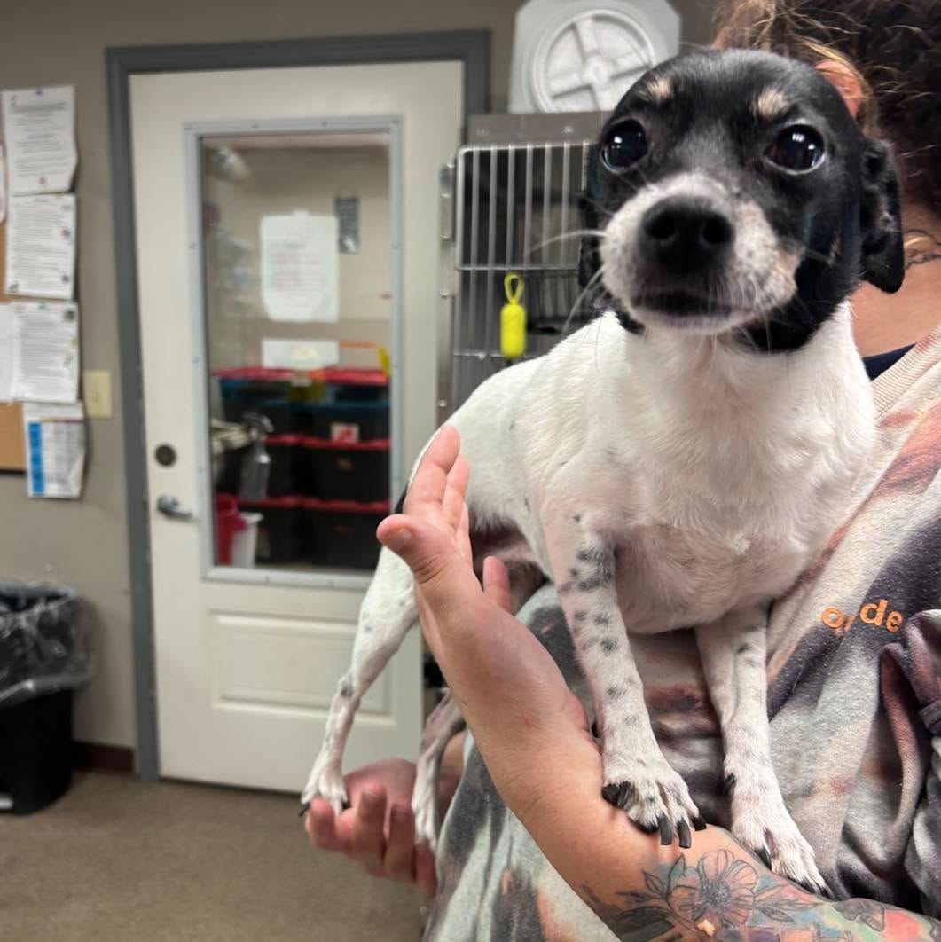 Post 7 by Humane Society, TN Valley on Instagram (image)