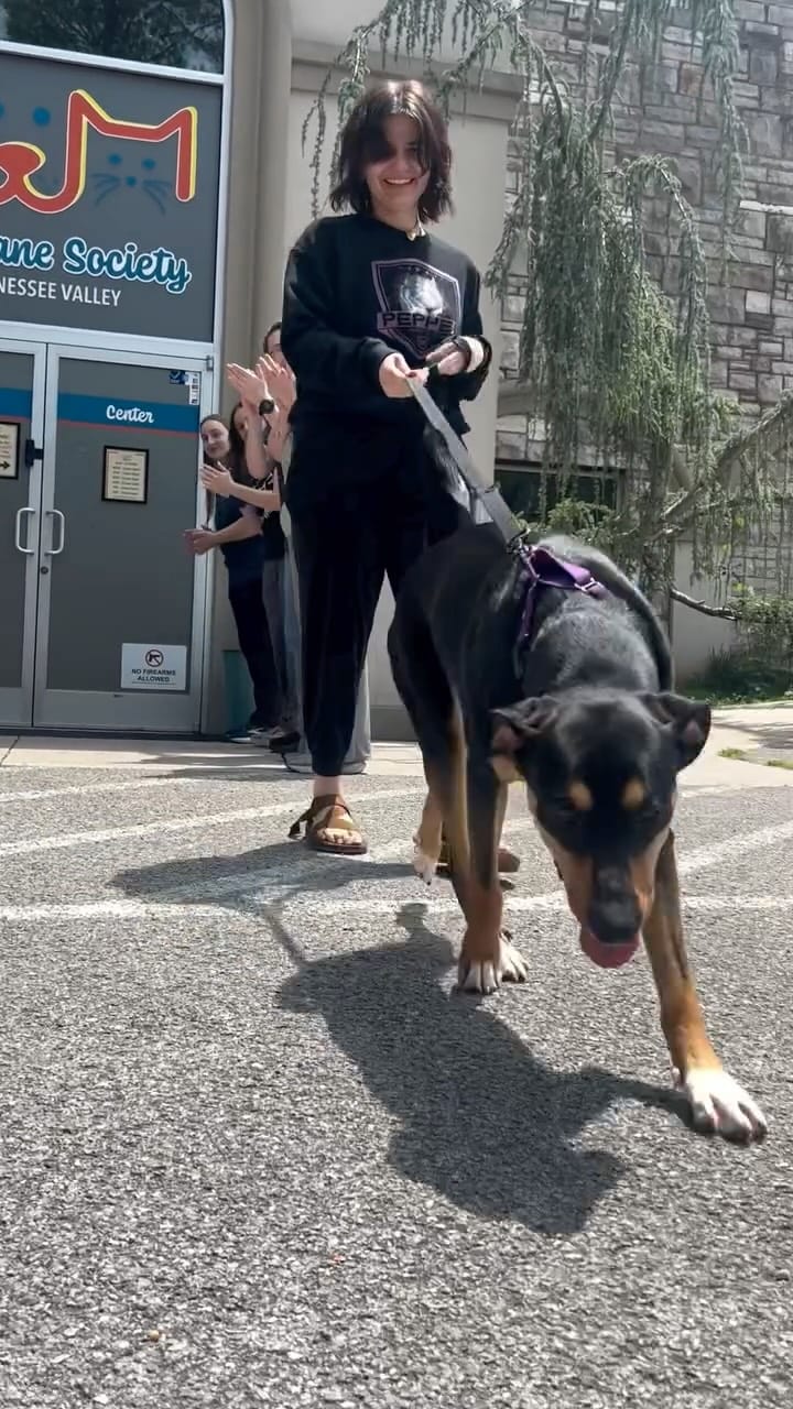 Post 4 by Humane Society, TN Valley on Instagram (video)