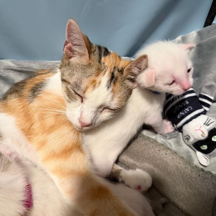 Post 10 by Humane Society, TN Valley on Instagram (carousel)