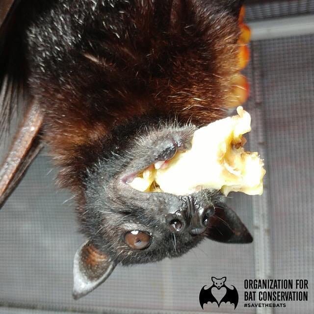 Post 1 by Org. for Bat Conservation on Instagram (image)