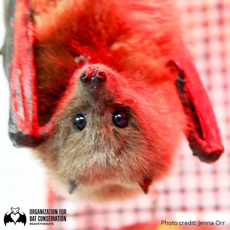 Post 5 by Org. for Bat Conservation on Instagram (image)