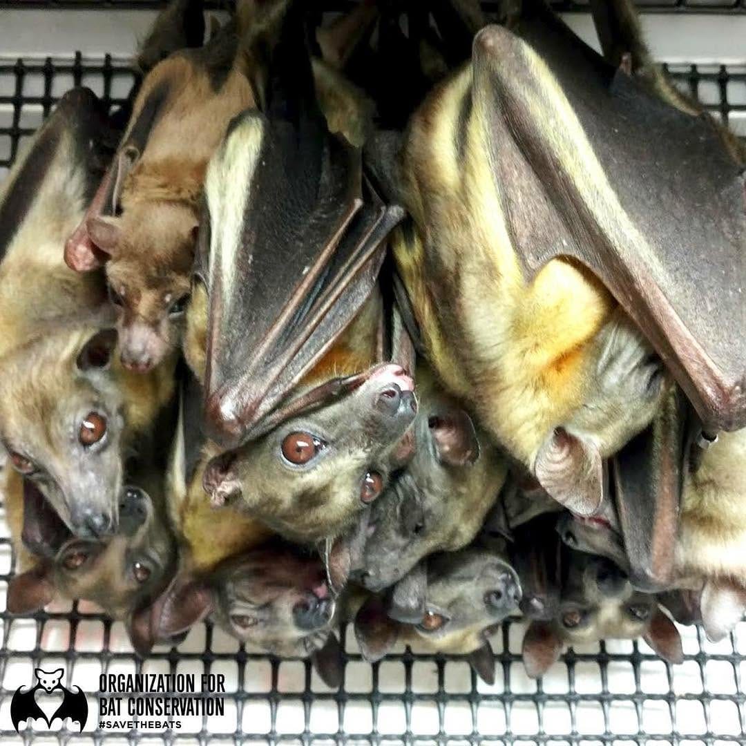 Post 8 by Org. for Bat Conservation on Instagram (image)