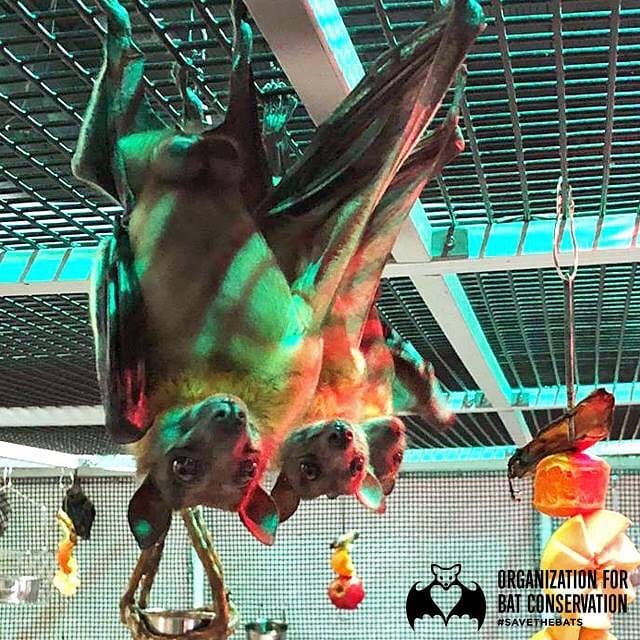 Post 2 by Org. for Bat Conservation on Instagram (image)