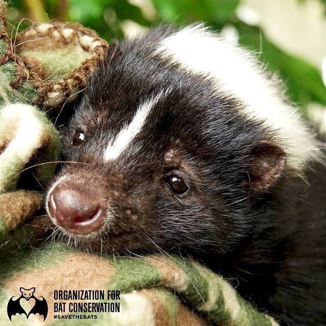 Post 3 by Org. for Bat Conservation on Instagram (image)