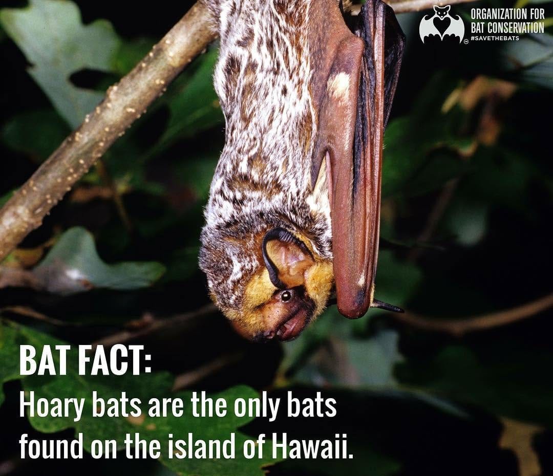Post 10 by Org. for Bat Conservation on Instagram (image)