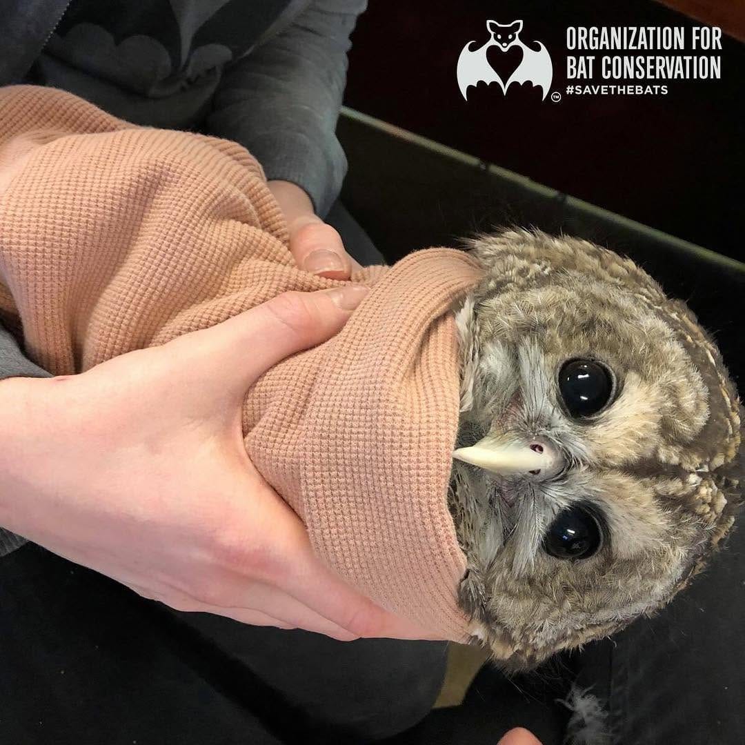 Post 6 by Org. for Bat Conservation on Instagram (image)