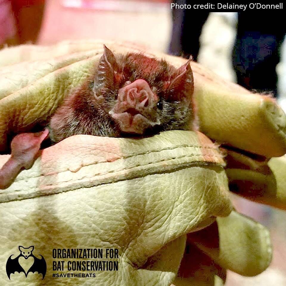 Post 4 by Org. for Bat Conservation on Instagram (image)
