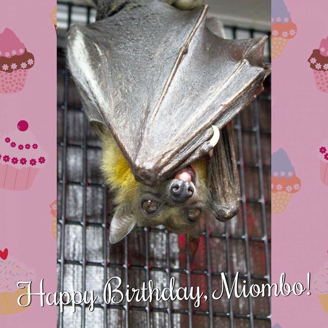 Post 9 by Org. for Bat Conservation on Instagram (image)