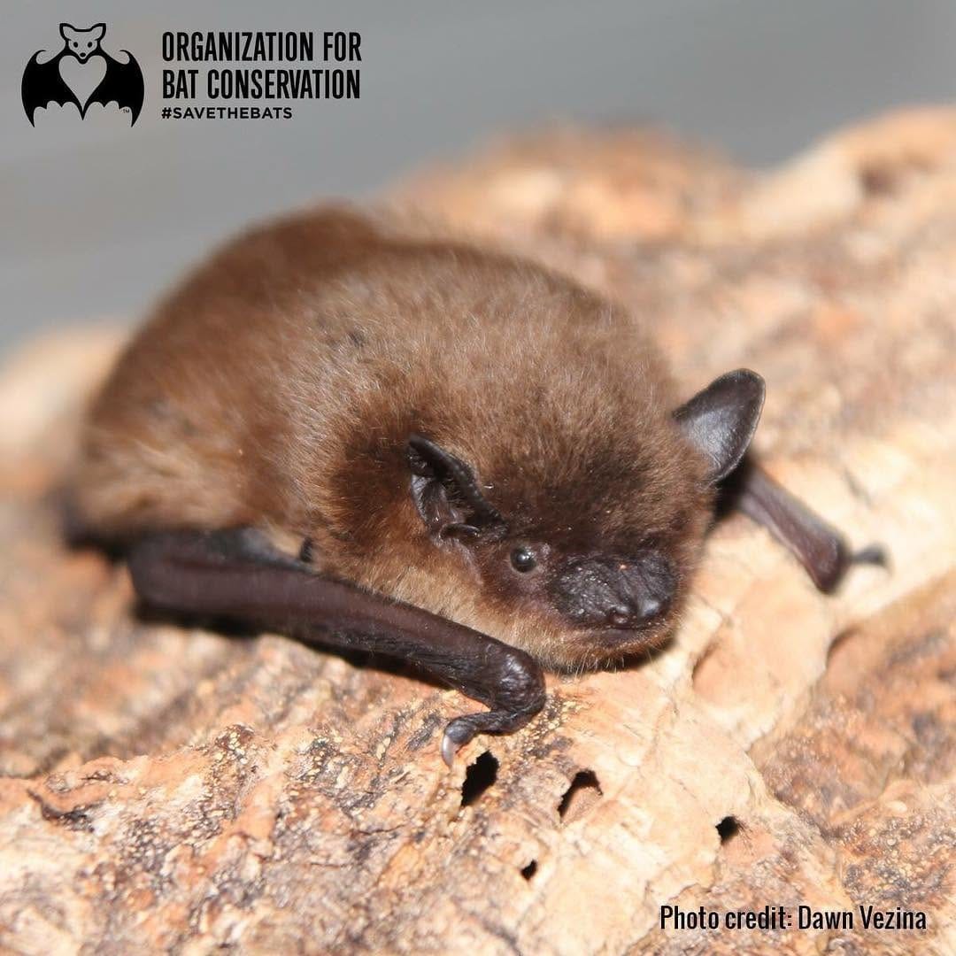 Post 7 by Org. for Bat Conservation on Instagram (image)