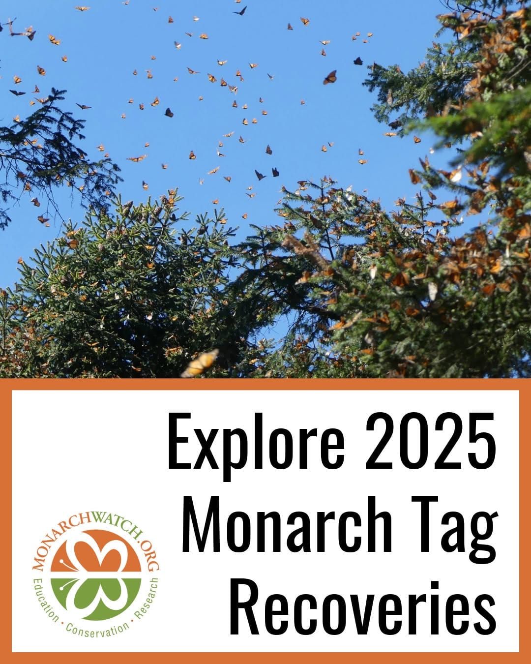 Post 6 by Monarch Watch on Instagram (image)