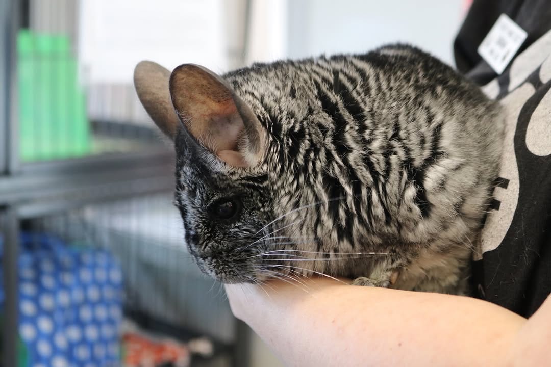 Post 6 by Tri-County Humane Society on Instagram (image)