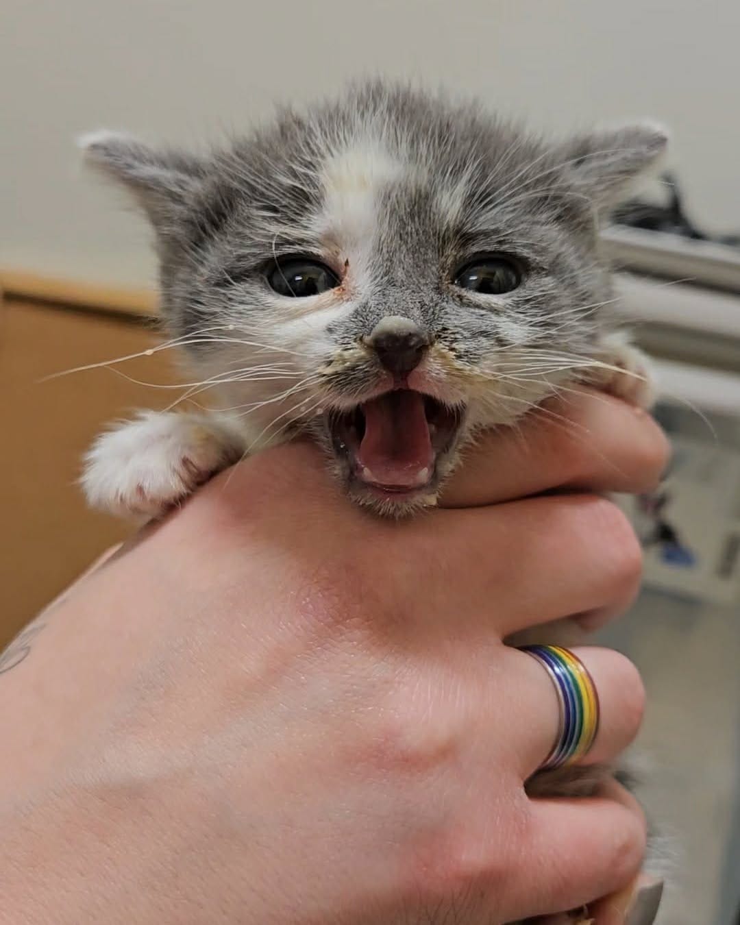 Post 9 by Tri-County Humane Society on Instagram (image)