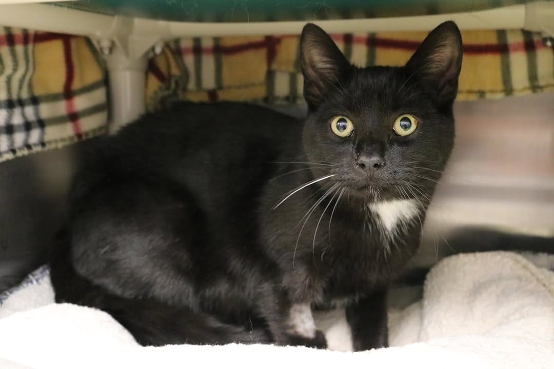 Post 7 by Tri-County Humane Society on Instagram (image)
