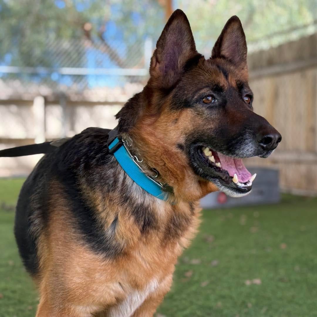 Post 9 by Coastal K9 German Shepherd Rescue on Instagram (carousel)