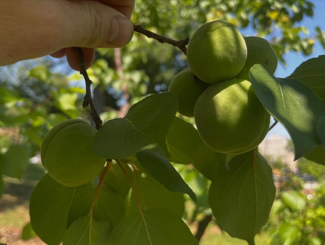 Post 2 by Philadelphia Orchard Project on Instagram (carousel)