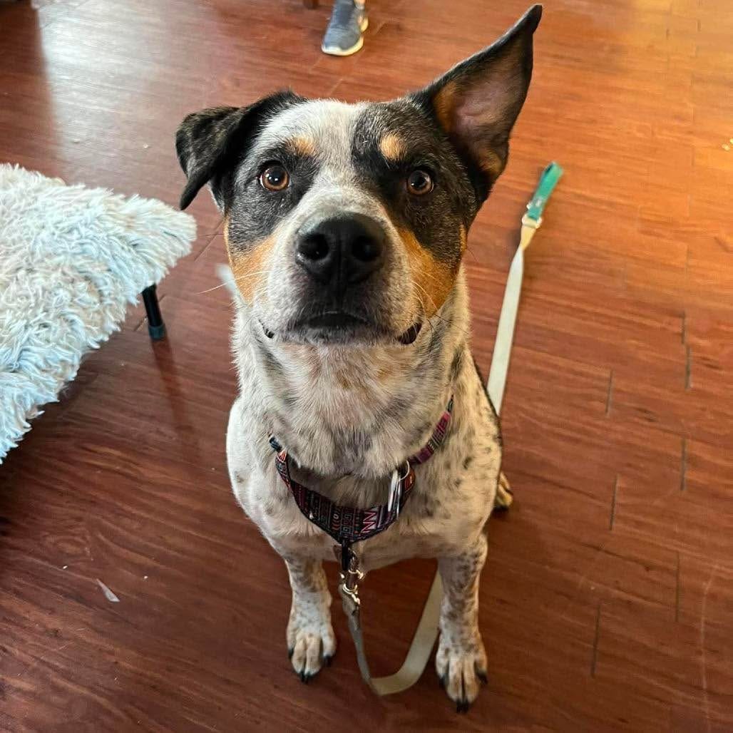Post 4 by Midwest Animal Rescue Services on Instagram (carousel)
