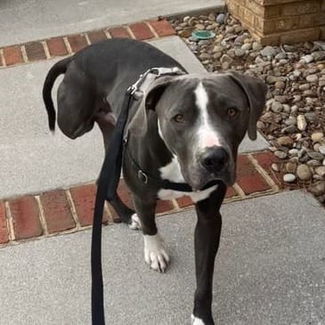 Post 7 by Midwest Animal Rescue Services on Instagram (carousel)