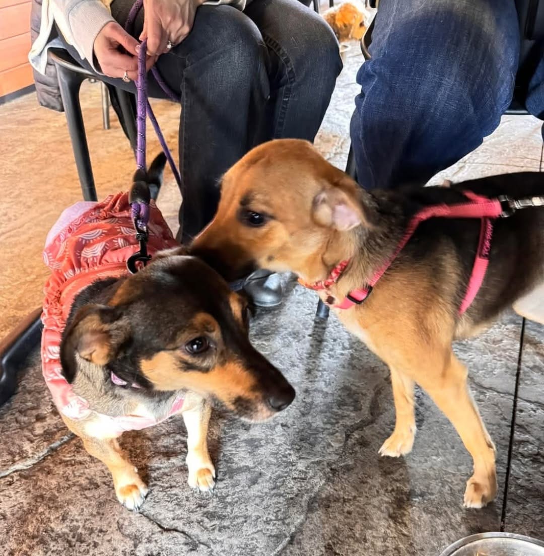 Post 3 by Midwest Animal Rescue Services on Instagram (carousel)