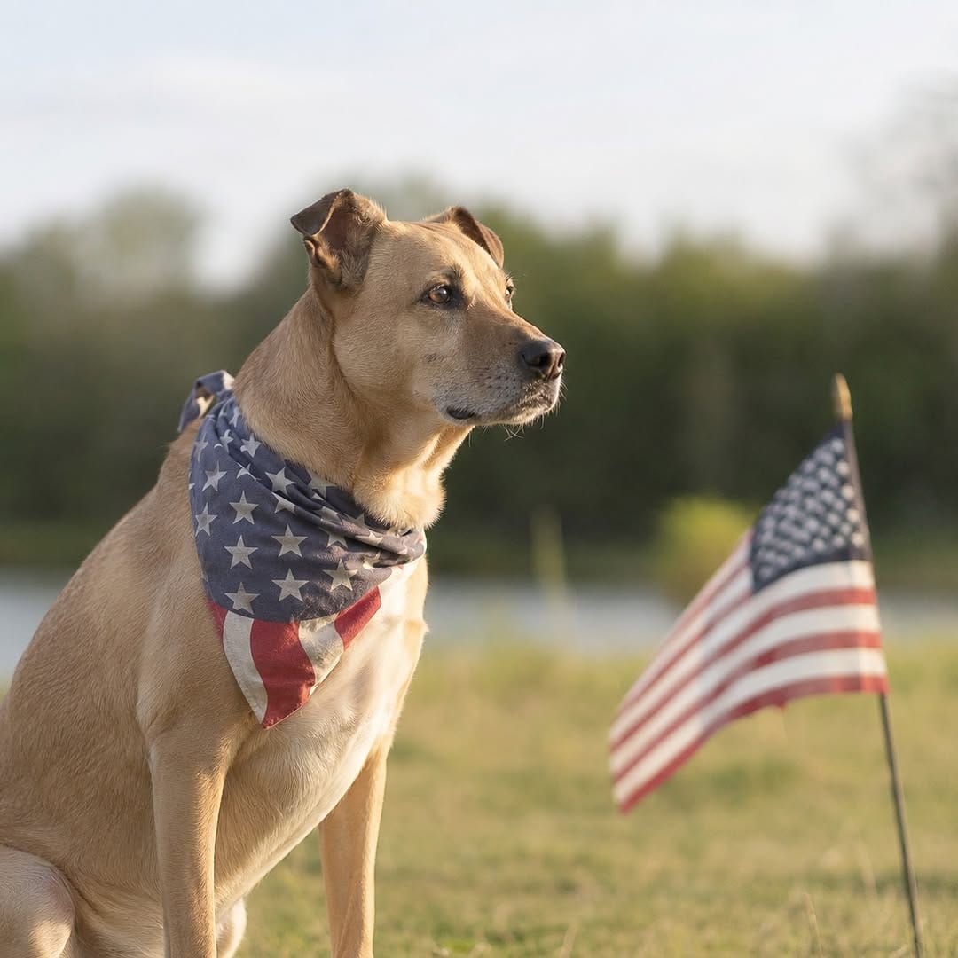 Post 1 by Midwest Animal Rescue Services on Instagram (image)