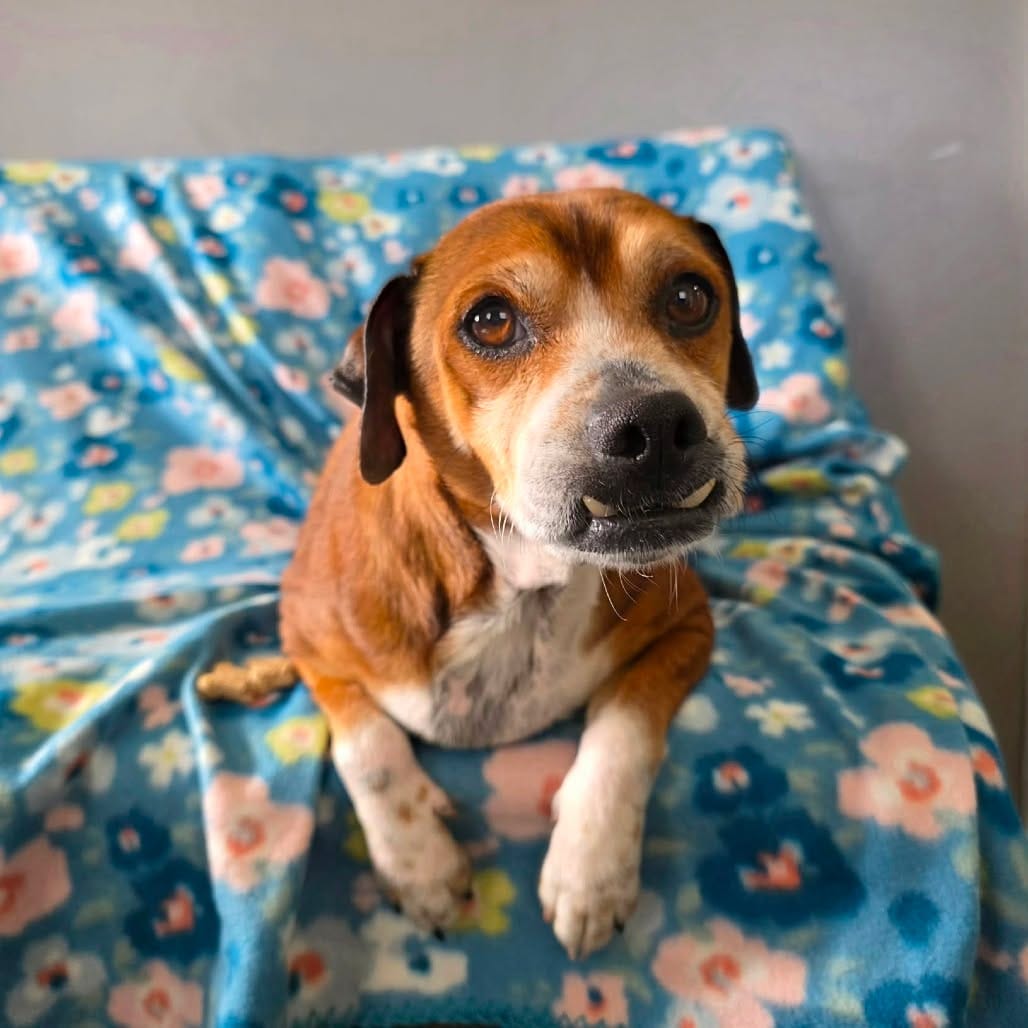 Post 6 by Midwest Animal Rescue Services on Instagram (carousel)