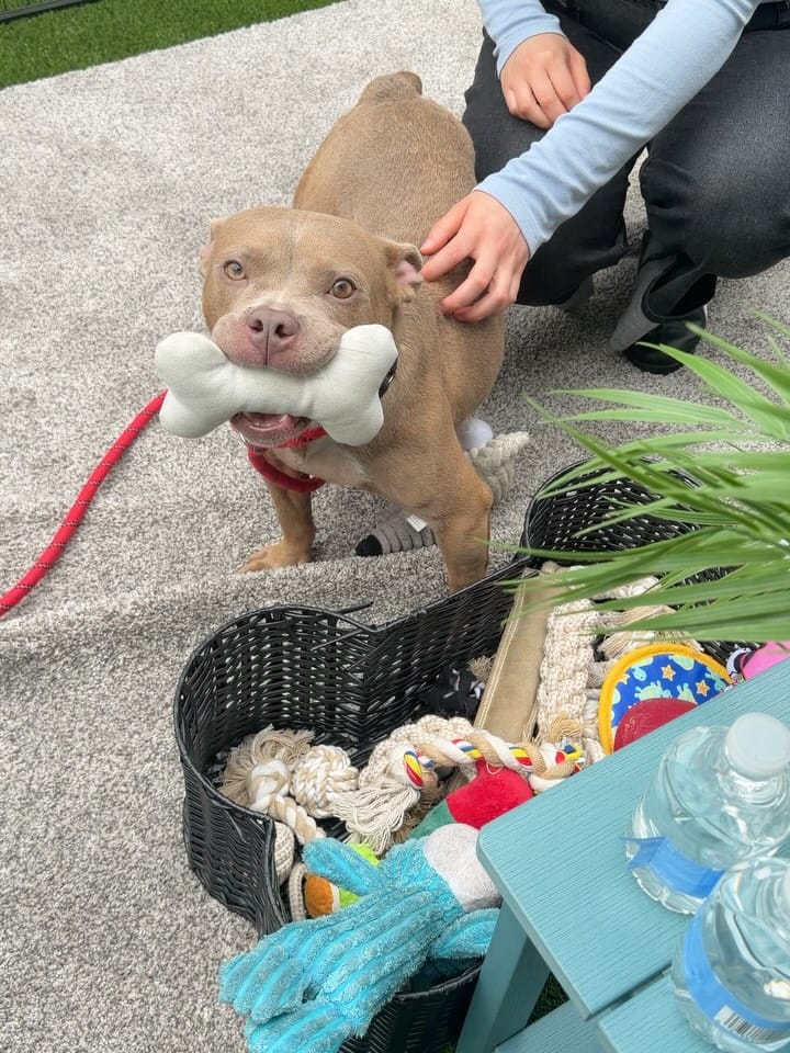 Post 3 by Anti-Cruelty on Instagram (carousel)