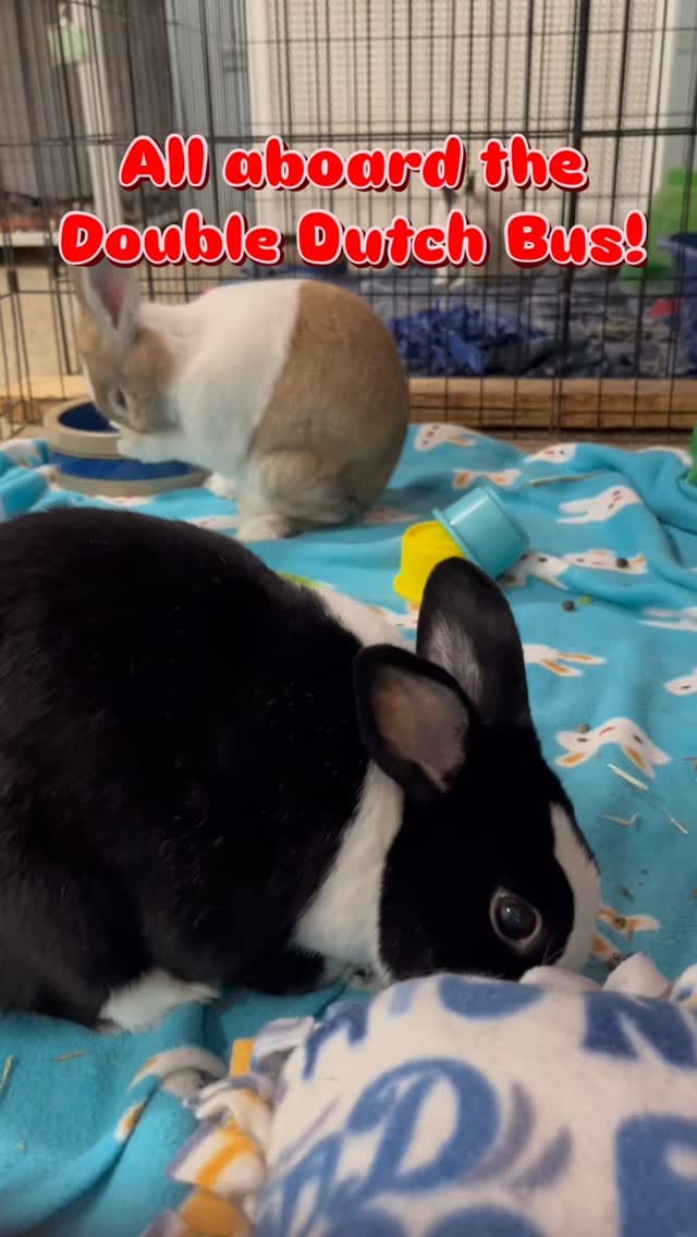 Post 5 by Red Door Animal Shelter on Instagram (video)