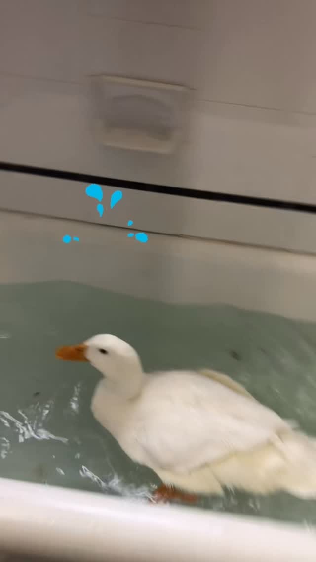 Post 10 by Red Door Animal Shelter on Instagram (video)