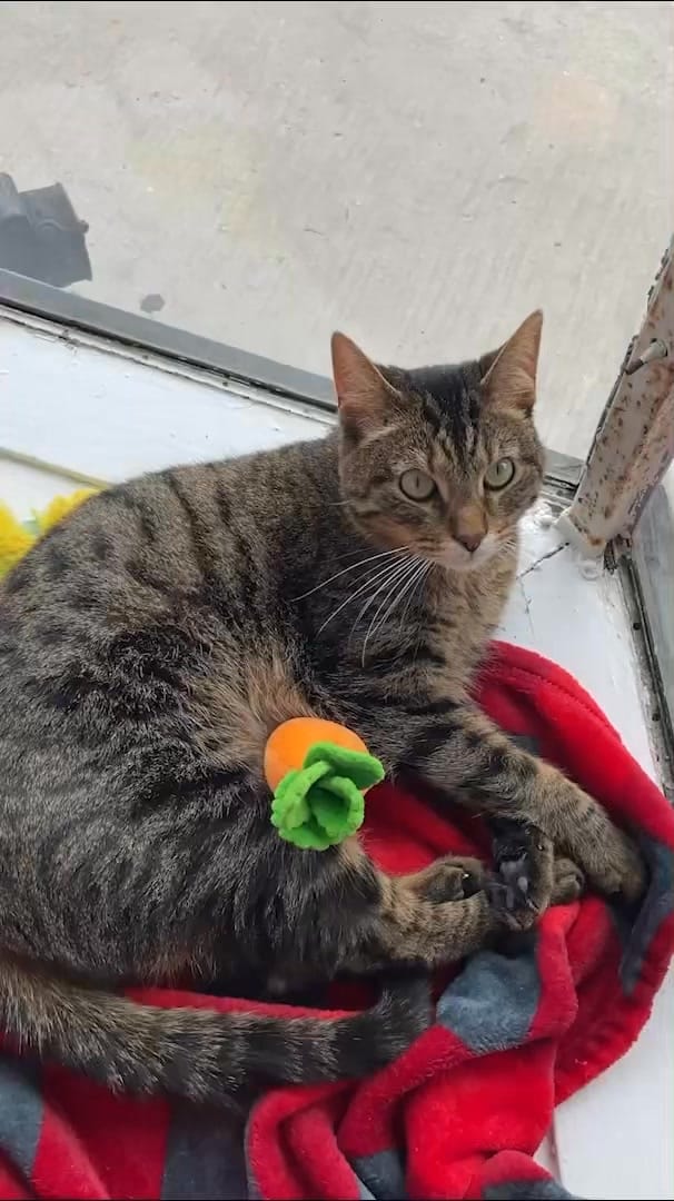 Post 7 by Red Door Animal Shelter on Instagram (video)