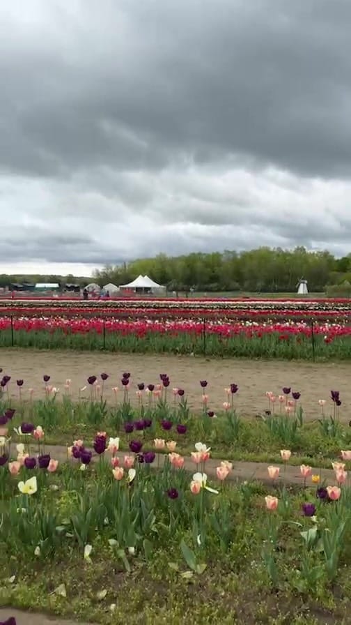 Post 6 by Wicked Tulips Flower Farm on Instagram (video)